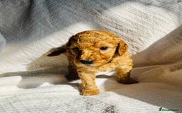 Mixed Breed dogs for sale: Australian Labradoodle Double Doodle puppies in Glastonbury - Image 17