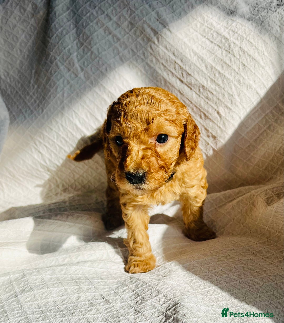 Mixed Breed dogs for sale: Australian Labradoodle Double Doodle puppies in Glastonbury - Image 17