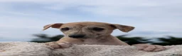 Whippet dogs for sale: Stunning whippet puppies  - Advert 12