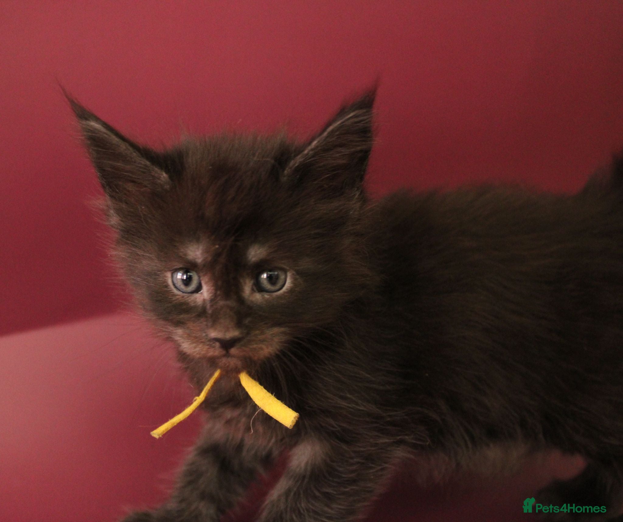 Maine Coon cats 🔥Gorgeous Maine Coons Available🔥 - Advert 2