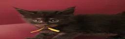 Maine Coon cats for sale: 🔥Gorgeous Maine Coons Available🔥 - Advert 3