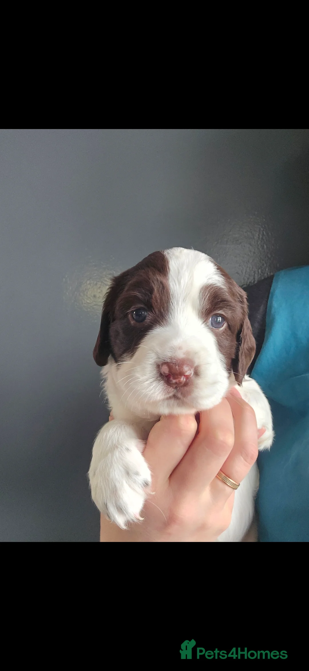 English Springer Spaniel dogs for sale: Health Tested KS English Springer Spaniel puppies  - Advert 20