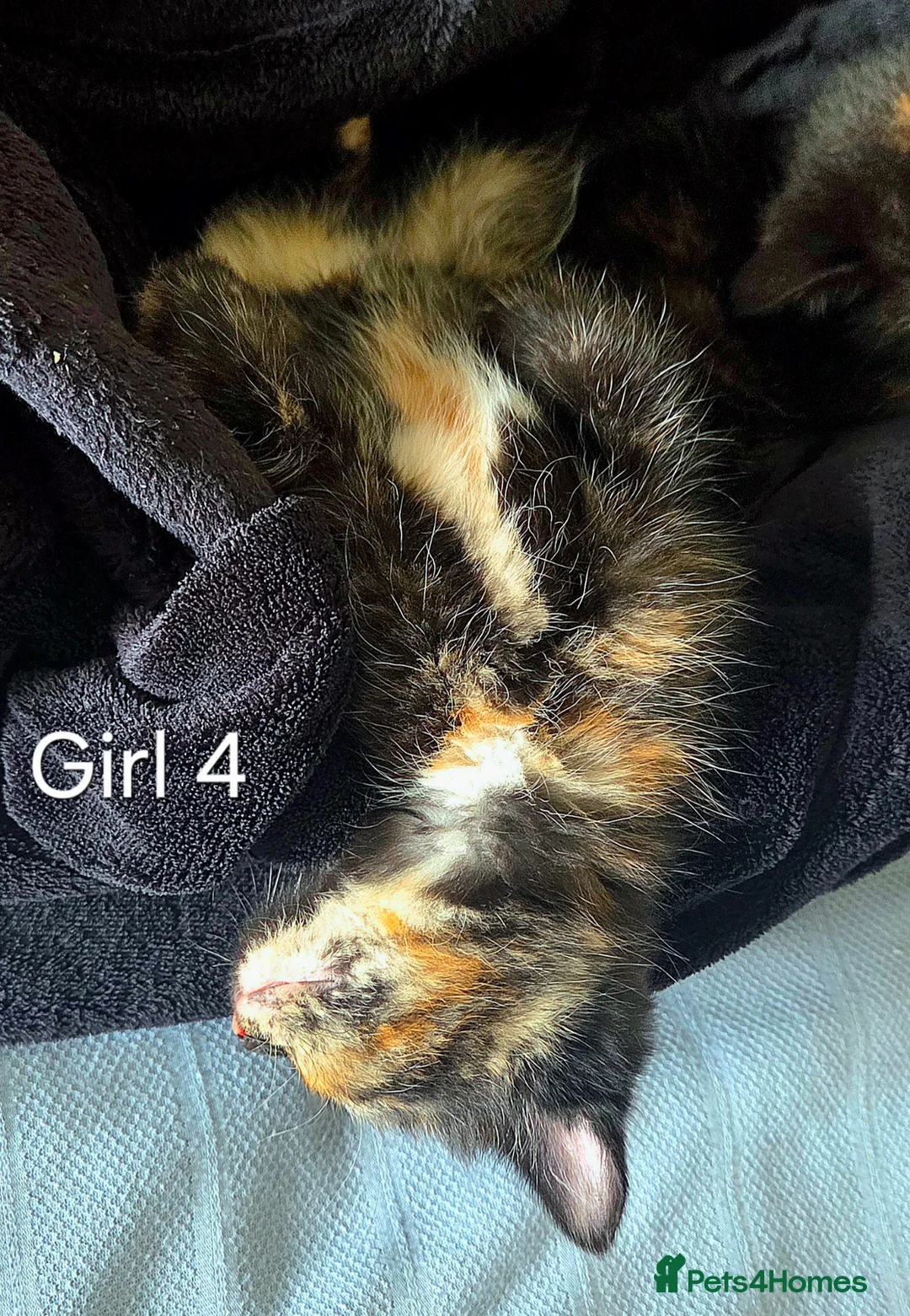 Mixed Breed cats for sale: Four Tortoise-Shelled Female Kittens in Wokingham - Advert 2