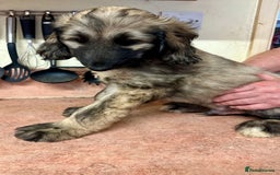 Afghan Hound dogs for sale: Afghan Hound Litter  - Image 12