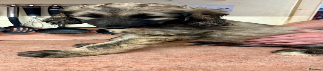 Afghan Hound Puppy 7