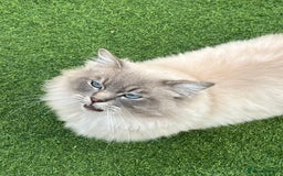 Ragdoll cats for sale: Buttons pure ragdoll - Image 2