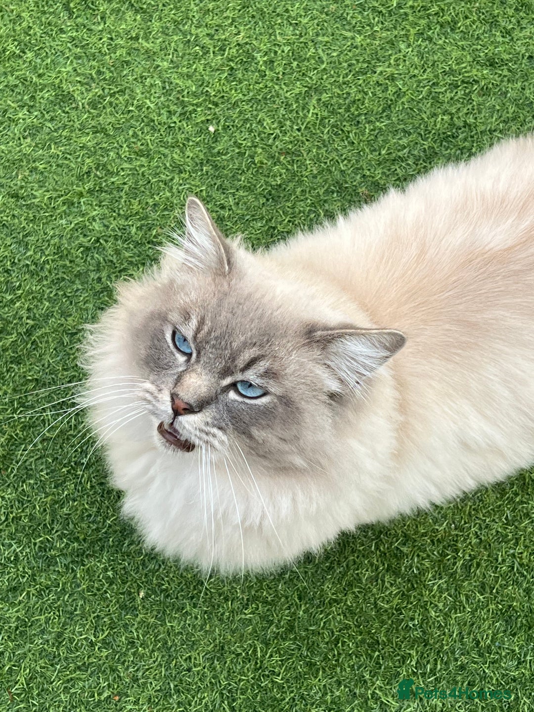 Ragdoll cats for sale: Buttons pure ragdoll - Image 2