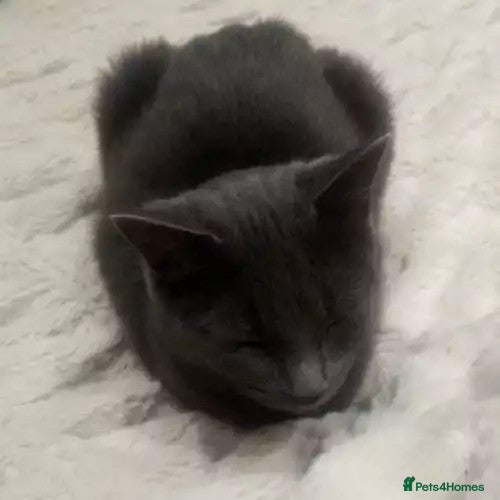 British Shorthair cats BRITSH SHORT GREY CAT SEEKING FOREVER HOME - Advert 9