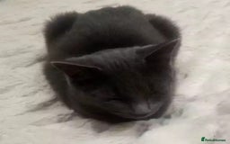 British Shorthair cats for stud: BRITSH SHORT GREY CAT SEEKING FOREVER HOME - Advert 1