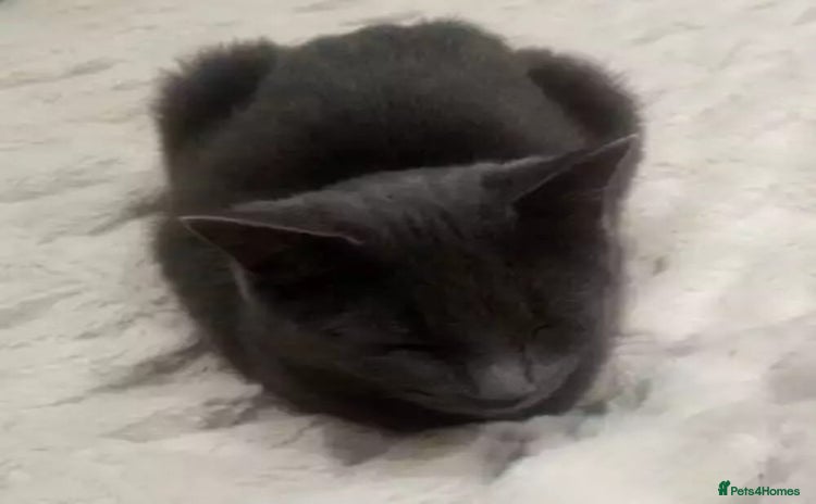 British Shorthair cats BRITSH SHORT GREY CAT SEEKING FOREVER HOME - Advert 1