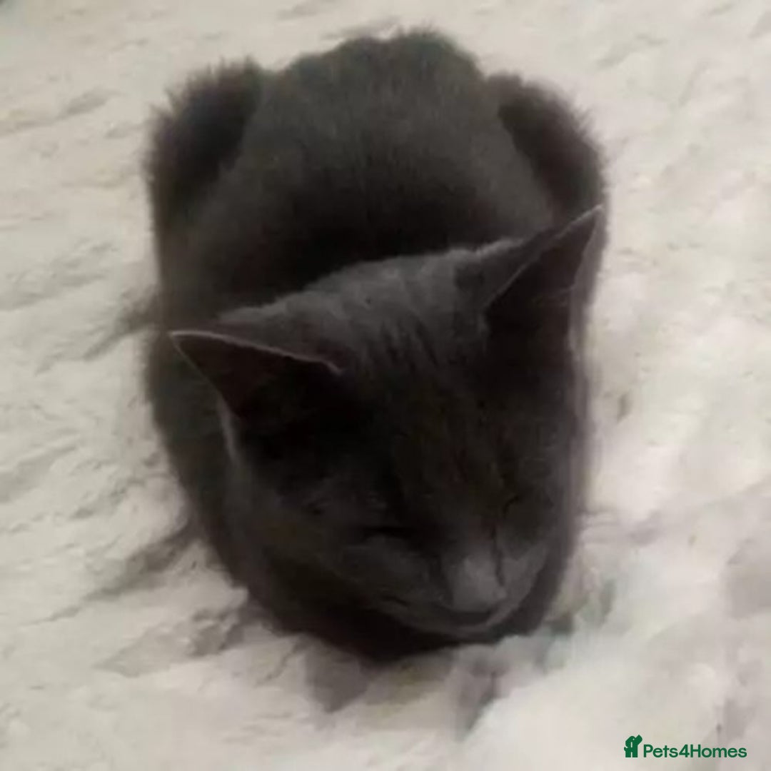 British Shorthair cats for stud: BRITSH SHORT GREY CAT SEEKING FOREVER HOME - Advert 1