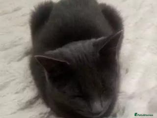 British Shorthair cats BRITSH SHORT GREY CAT SEEKING FOREVER HOME - Advert 21