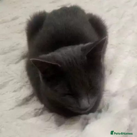 British Shorthair cats BRITSH SHORT GREY CAT SEEKING FOREVER HOME - Advert 1