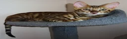 Toyger cats for sale: Stunning wild looking pedigree Toyger cubs in Bexleyheath - Advert 3