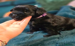 Miniature Schnauzer dogs for sale: 3 puppys left -KC - Miniature Schnauzer Puppies - Image 24