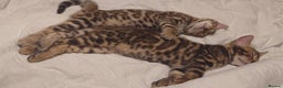 Bengal cats for sale: Stunning TICA registered Bengal boys! - Advert 4