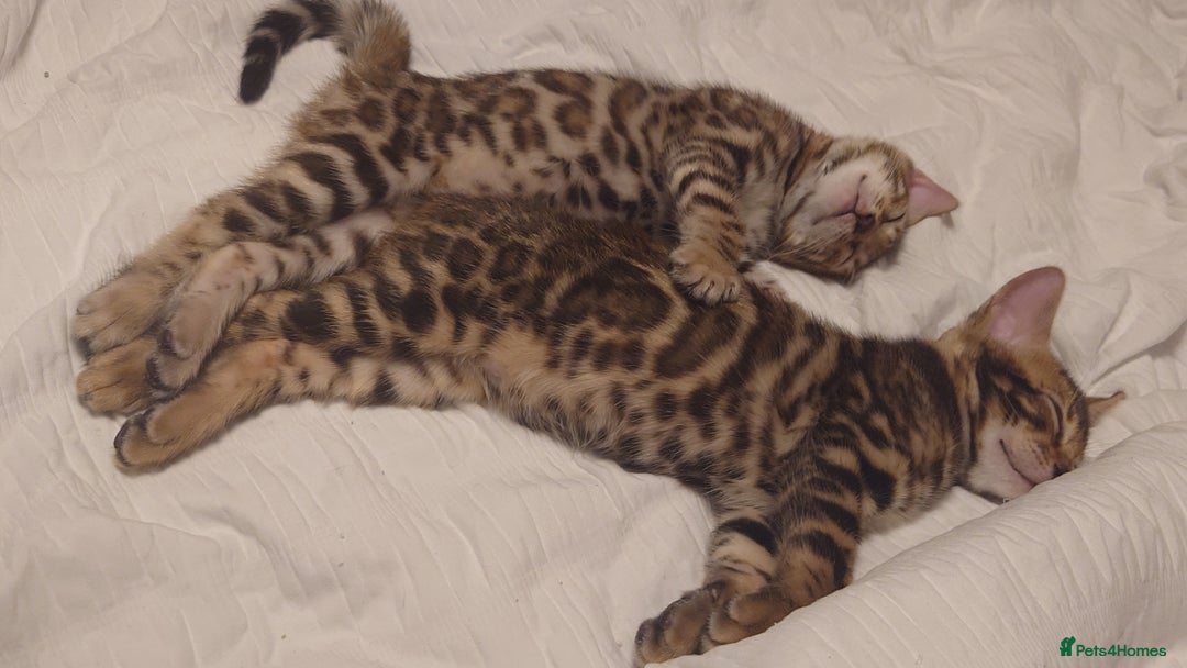 Bengal cats for sale: Stunning TICA registered Bengal boys! - Advert 4