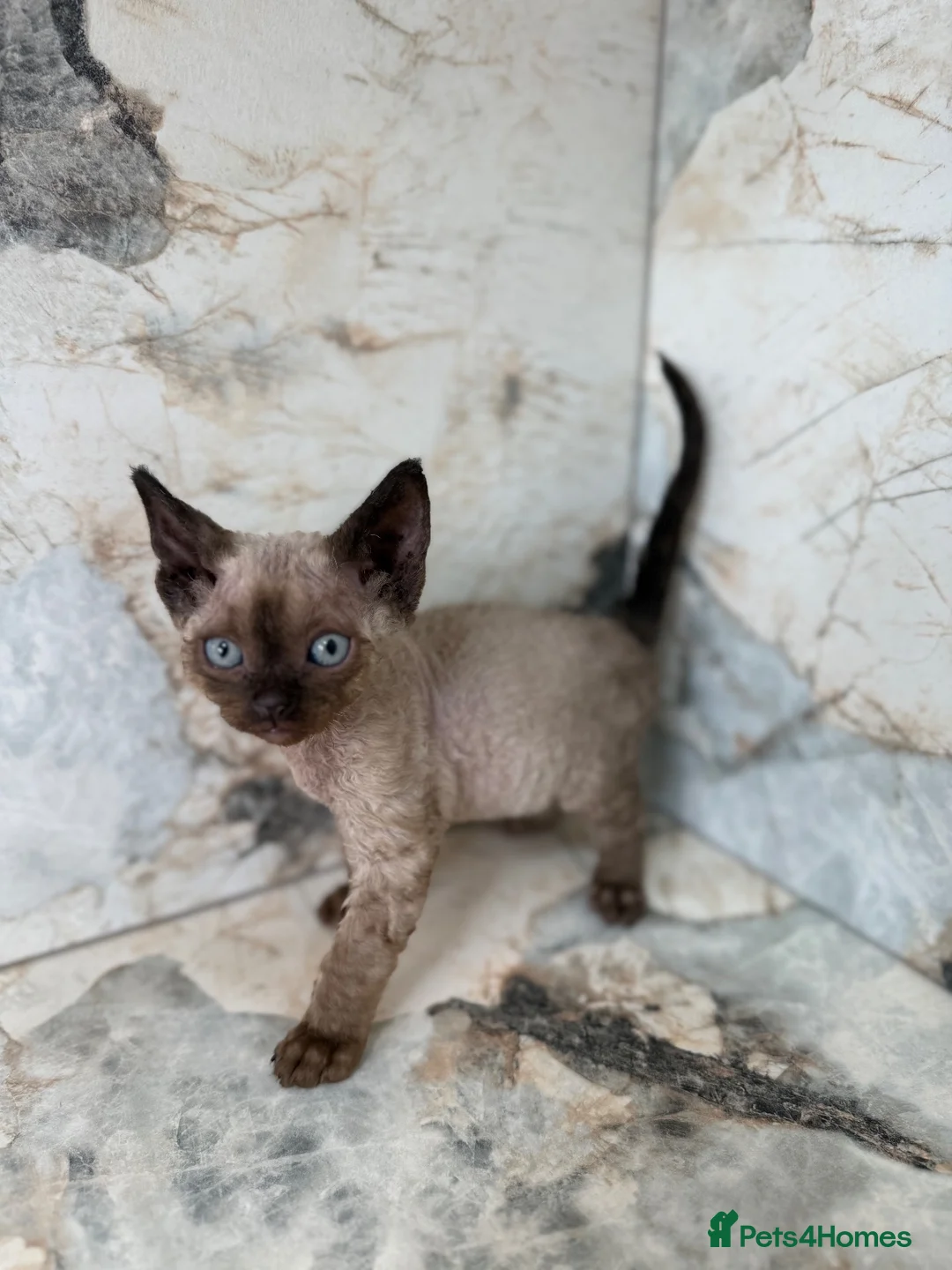 Devon Rex cats for sale: GCCF, kittens looking new home - Advert 1
