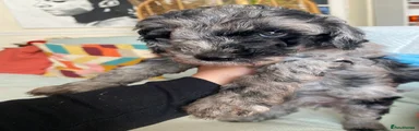 Cockapoo Puppy 3