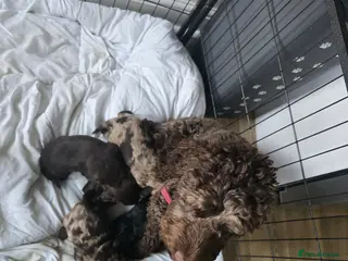 Cockapoo dogs Cockapoo - Advert 13