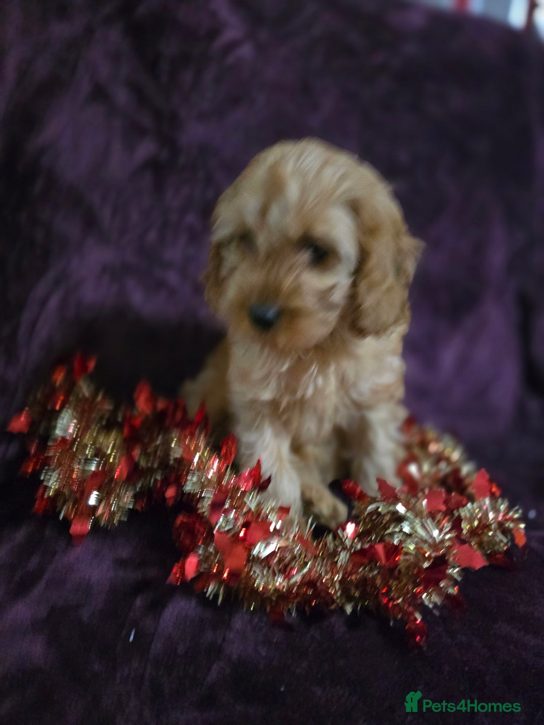 Cavapoo dogs for sale: For sale  - Advert 15