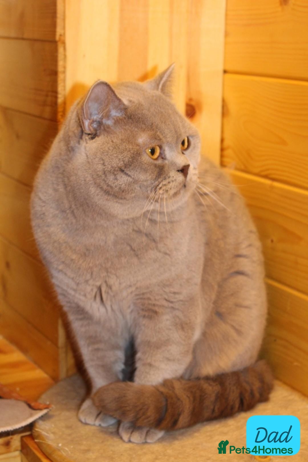 British Shorthair cats for sale: Gorgeous British Shorthair Kittens Teddy Bear Type - Advert 17