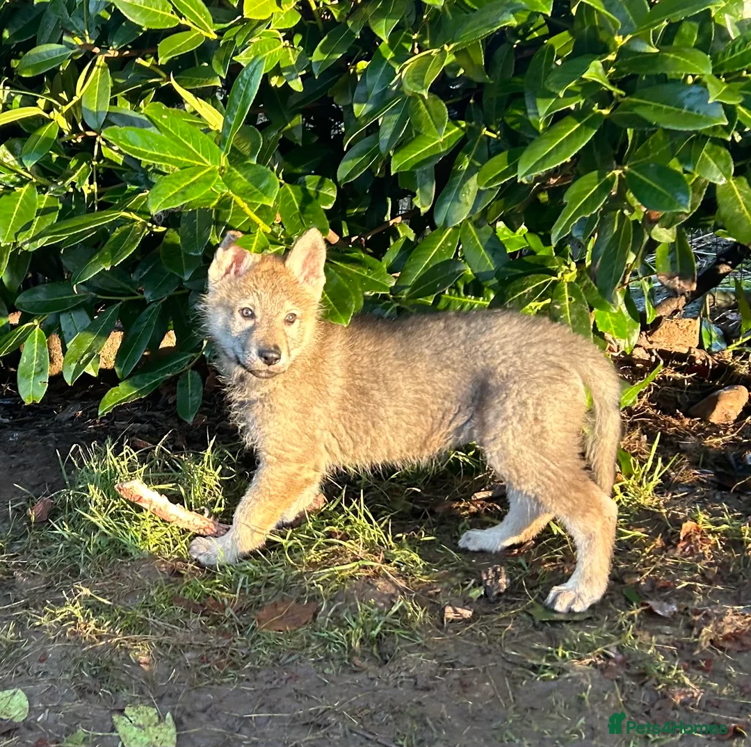 Saarloos Wolfdog dogs for sale: READY NOW Czechoslovakian wolfdog - Advert 19