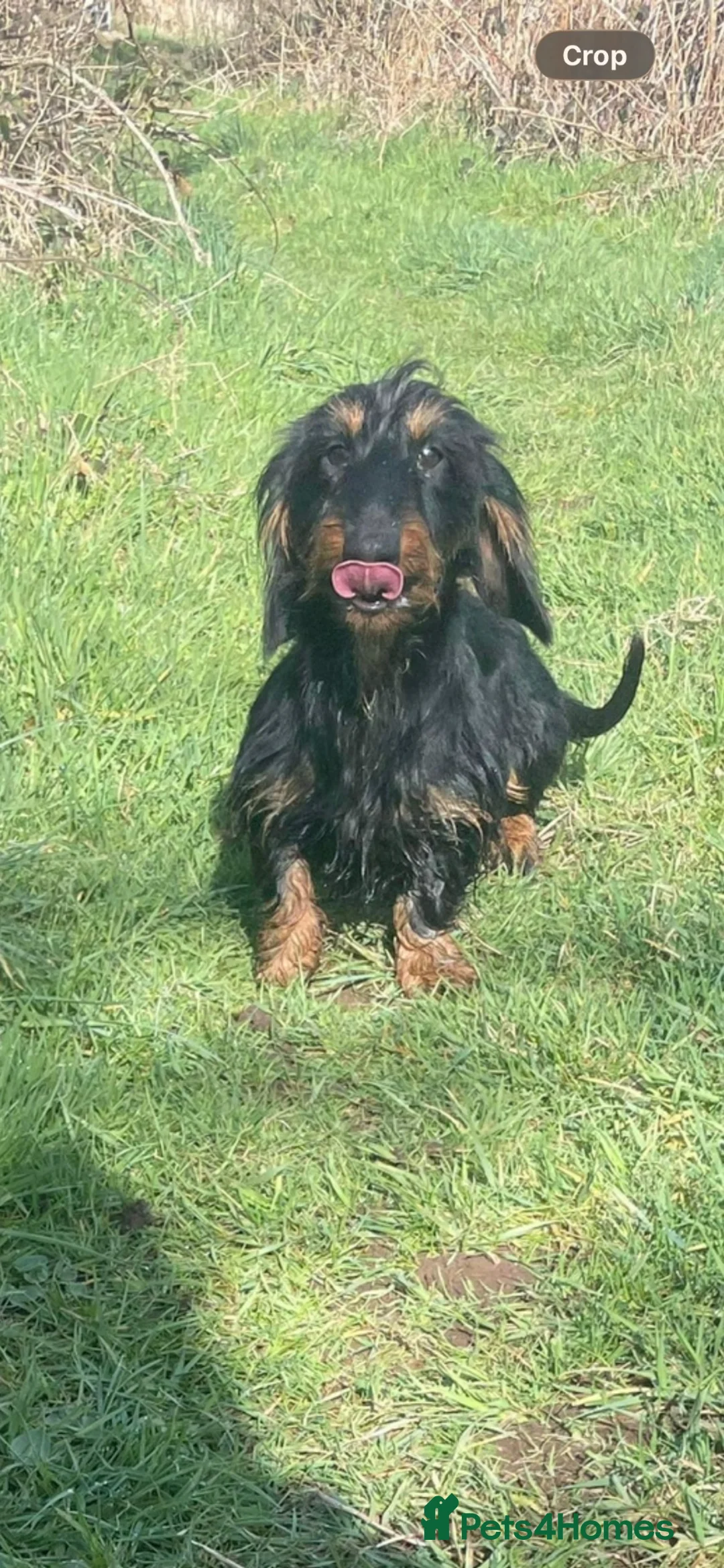 Mixed Breed dogs for sale: Teckel x Cocker spaniel  in Carlisle - Advert 2