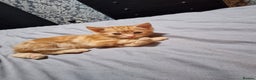 Mixed Breed cats for sale: Ginger kittens - Advert 7