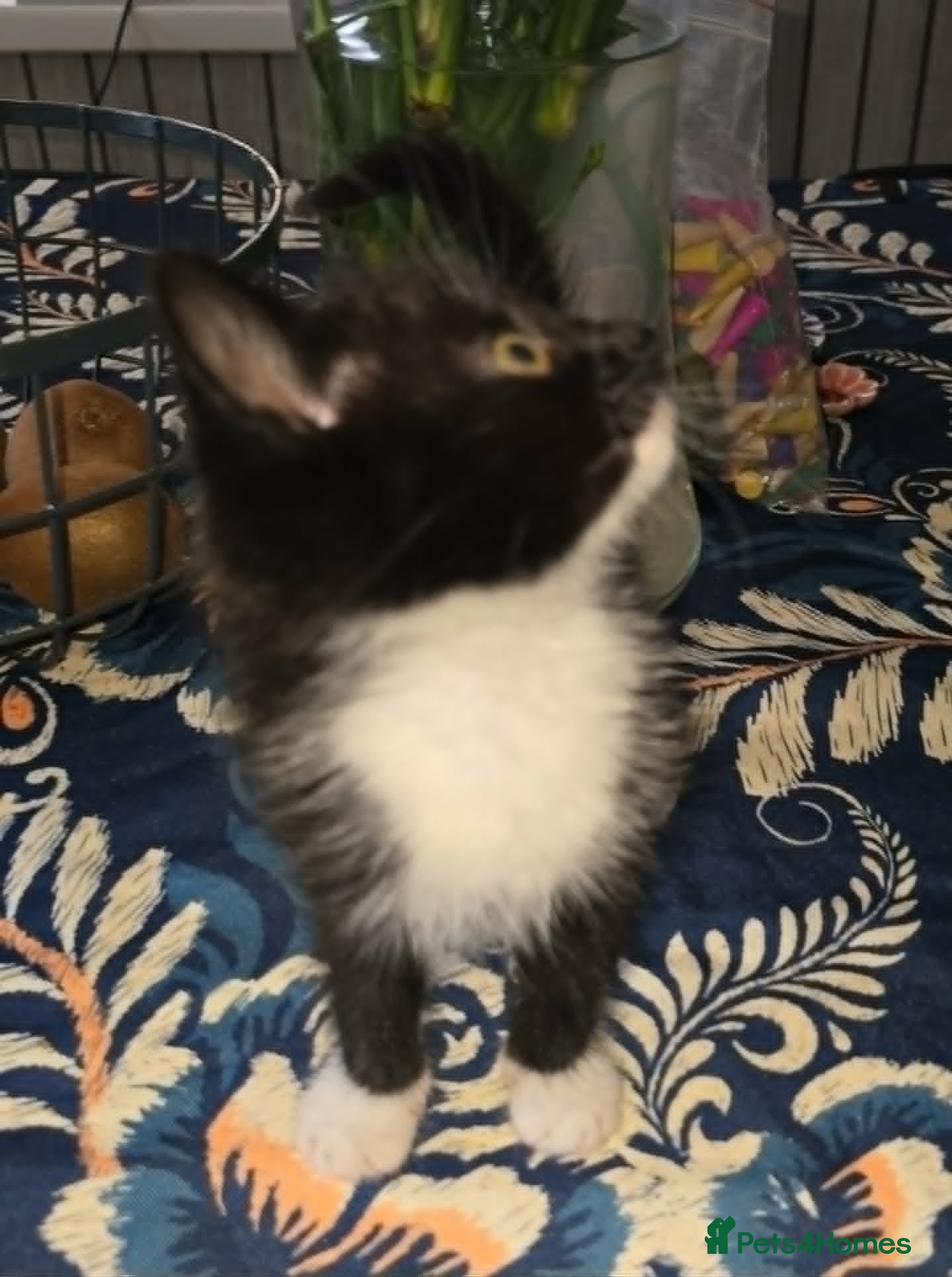 Mixed Breed cats for sale: 5 Male Kittens Looking for a new Home In Derby in Derby - Advert 2