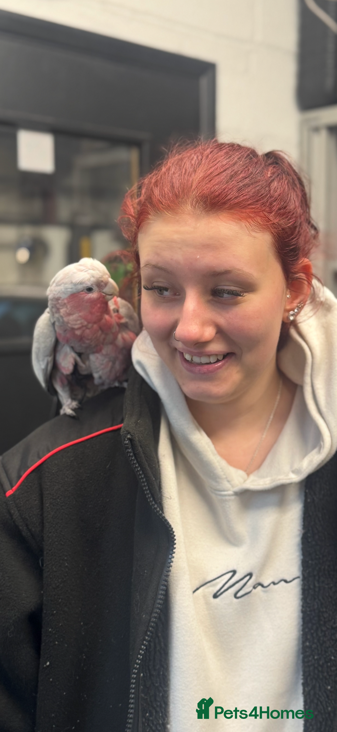 Cockatoo birds for sale: Skye galah cockatoo - Image 5