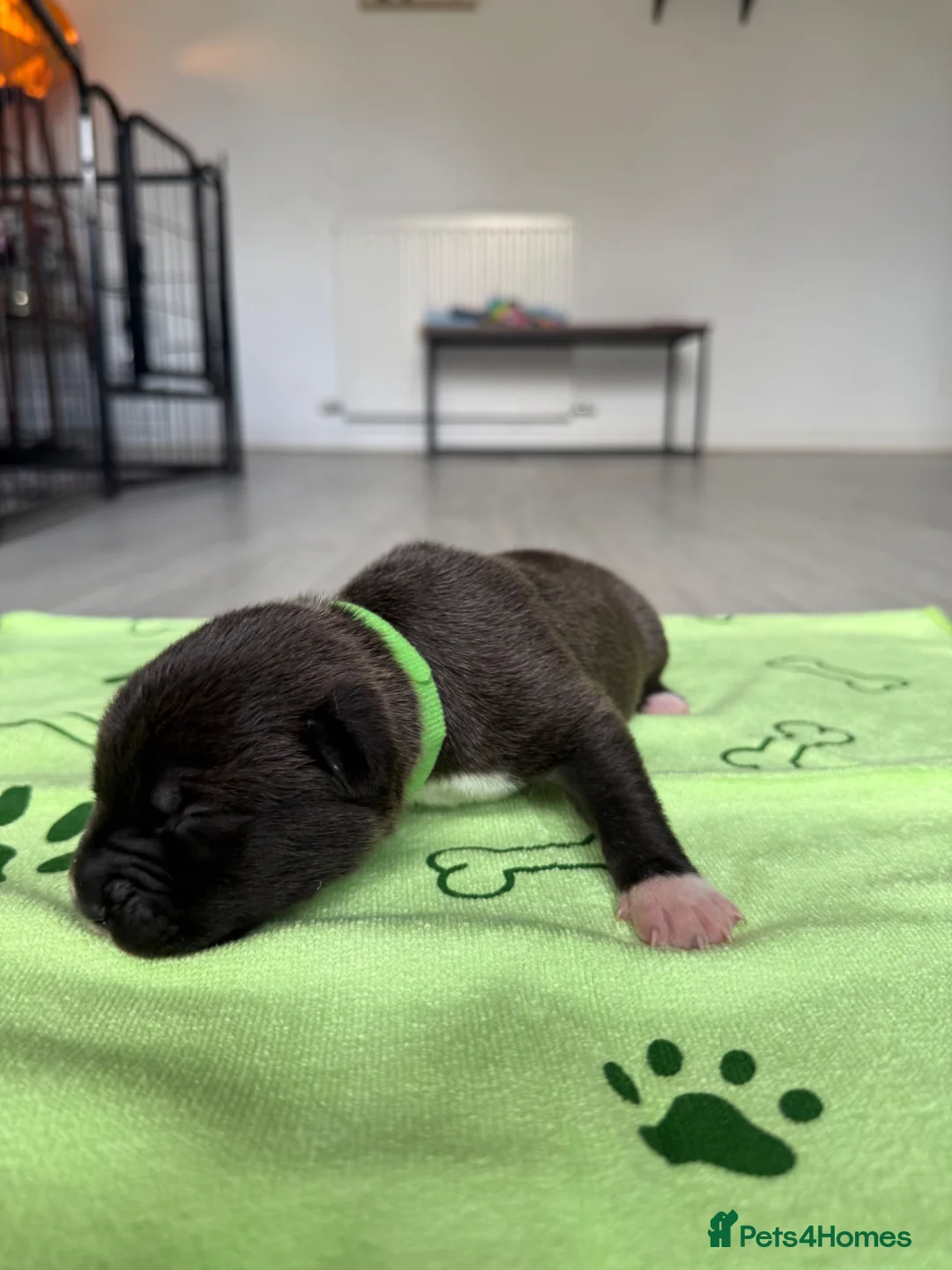 Mixed Breed dogs for sale: Border Collie x American Bully pups  - Advert 13
