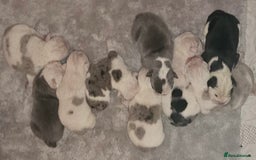 English Bulldog dogs for sale: 🌟 health tested parents 🌟 - Image 27