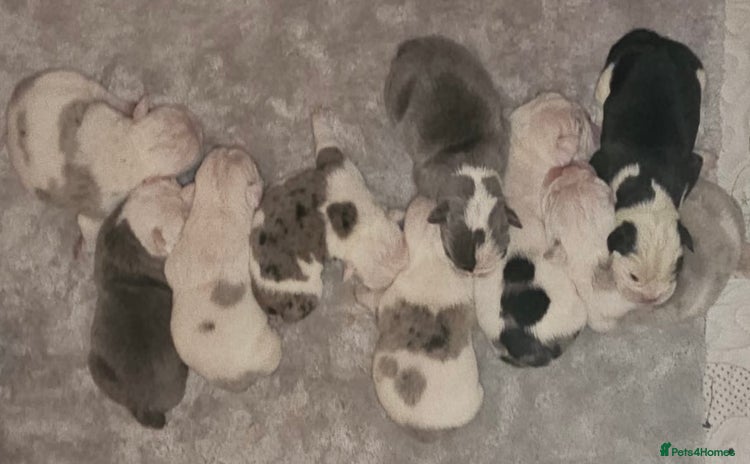 English Bulldog dogs - Advert 4