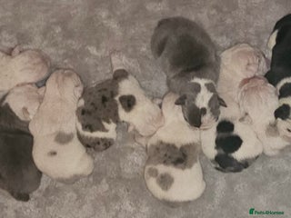 English Bulldog dogs - Advert 17