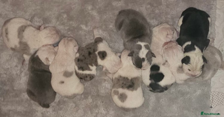 English Bulldog dogs - Advert 4