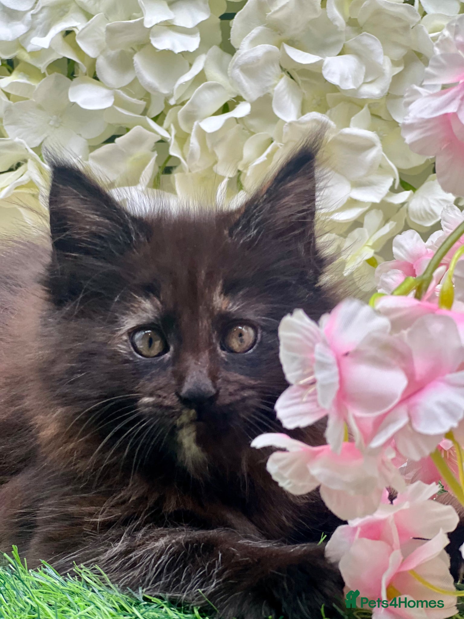 Maine Coon cats Beautiful Tica Maine Coon babies  - Advert 13