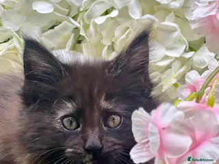 Maine Coon cats Beautiful Tica Maine Coon babies - Advert 13