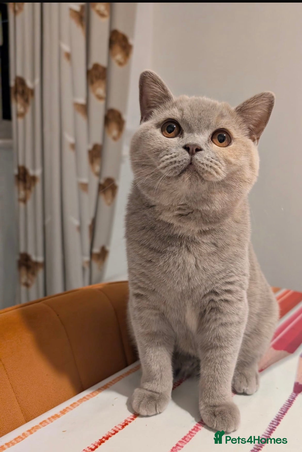 British Shorthair cats Active Gccf and Tica lilac tortie girl  - Advert 5
