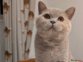 British Shorthair cats Active Gccf and Tica lilac tortie girl - Advert 7
