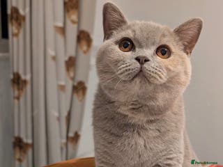 British Shorthair cats Active Gccf and Tica lilac tortie girl - Advert 9