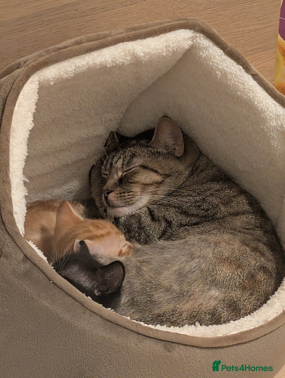 Mixed Breed cats for sale: Cuddly Female Kitten - Advert 2