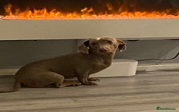 Miniature Dachshund dogs for stud: **Frankie the most handsome mini dachshund** in Walsall - Image 4