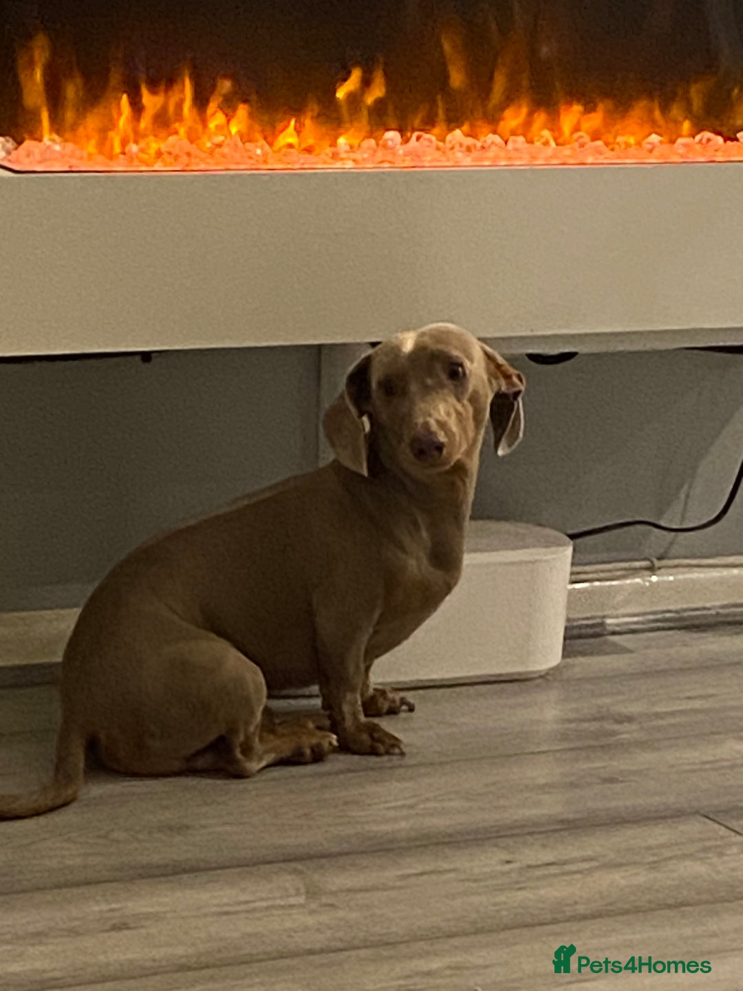 Miniature Dachshund dogs for stud: **Frankie the most handsome mini dachshund** in Walsall - Image 4