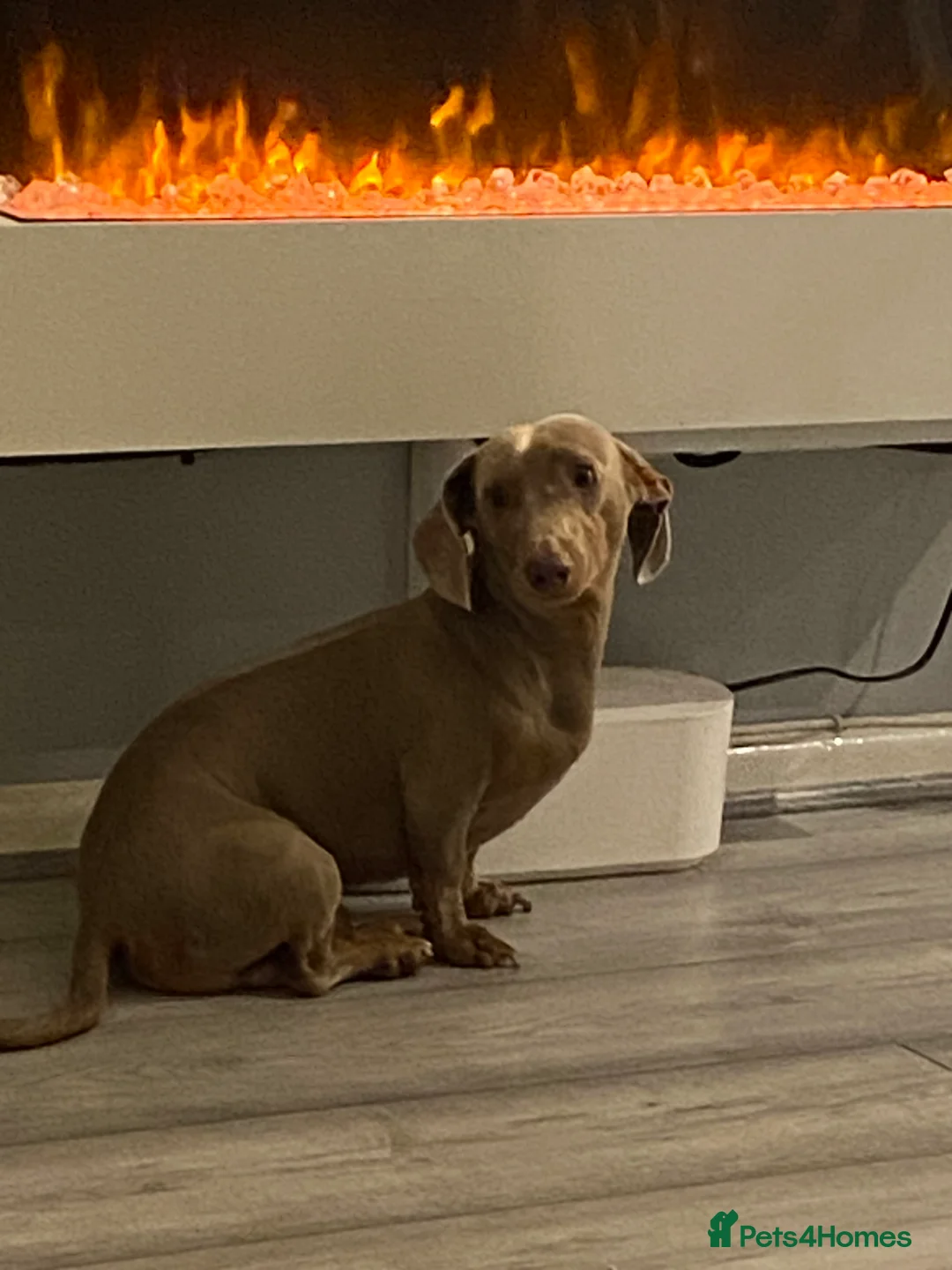 Miniature Dachshund dogs for stud: **Frankie the most handsome mini dachshund** in Walsall - Advert 4