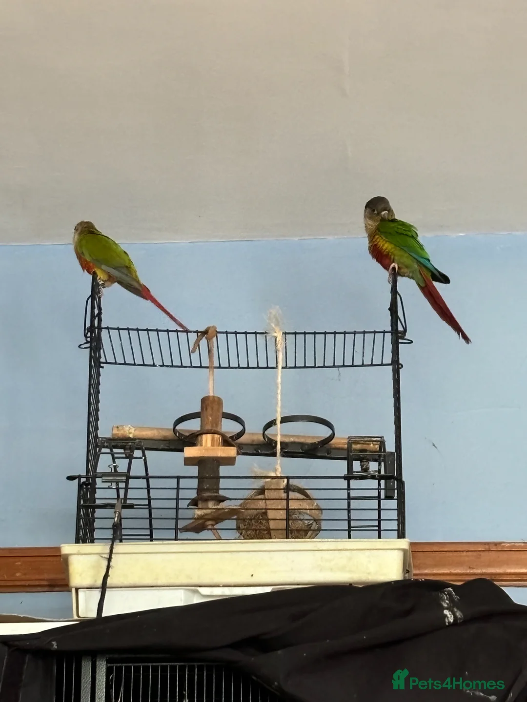 Conures birds for sale: Lovely Conures  - Advert 1