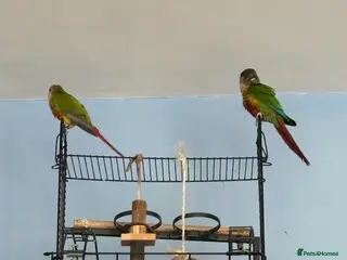 Conures birds for sale: Lovely Conures - Advert 2