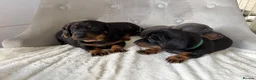Miniature Dachshund dogs for sale: Miniature Dachshund - Advert 6