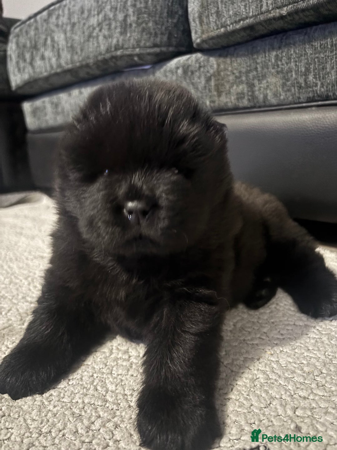 Chow Chow dogs for sale: Chow chow pups SMOOTH and FlUFFY coats  - Advert 7