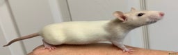 Rat rodents for sale: Beautiful tame fancy rats & mice - Advert 10